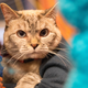 Imagen para el artículo titulado Un estudio confirma que hay gatos que sí entienden su nombre, aunque pasen de ti